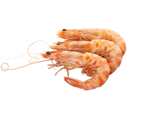 Shrimp supplier in Jeddah Saudi Arabia