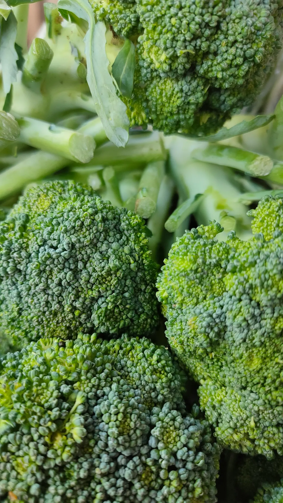 Frozen vegetables supplier in Jeddah Saudi Arabia